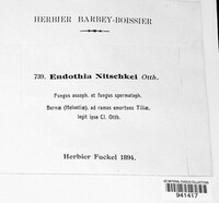 Endothia nitschkei image